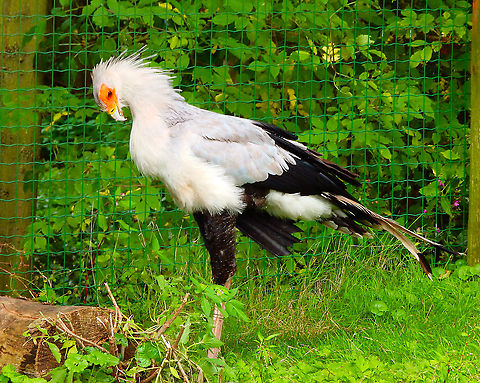 Secretary Bird - Sagittarius serpentarius Pairi Daiza, Aug 2014.  Belgium,Geotagged,Sagittarius serpentarius,Secretary Bird,Summer