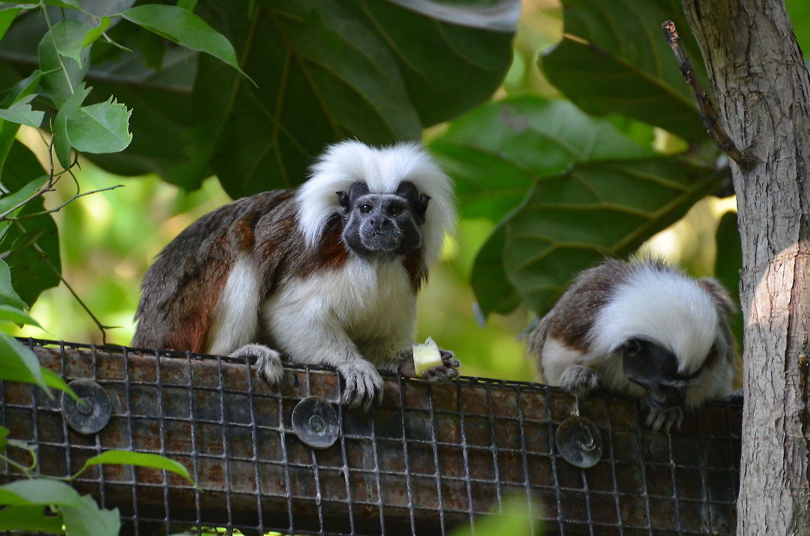 Cotton-top tamarin - Saguinus oedipus Pairi Daiza, Sep 2016. Belgium,Cotton-top tamarin,Geotagged,Saguinus oedipus,Summer