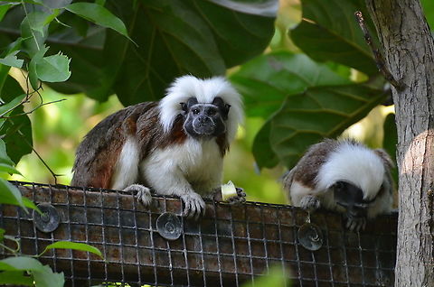 Cotton-top tamarin - Saguinus oedipus Pairi Daiza, Sep 2016. Belgium,Cotton-top tamarin,Geotagged,Saguinus oedipus,Summer