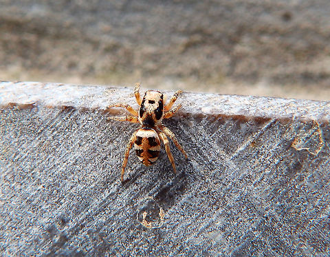 Zebra spider - Salticus scenicus This is a wild spider that was just found in the outdoors of Pairi Daiza. Aug, 2014. Belgium,Geotagged,Salticus scenicus,Summer,Zebra spider
