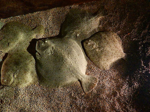 Turbot - Scophthalmus maximus Pairi Daiza, Aug 2014.  Belgium,Geotagged,Scophthalmus maximus,Summer,Turbot