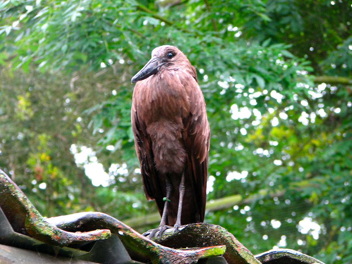 Hamerkop - Scopus umbretta Pairi Daiza, June 2008.<br />
Interesting fact:<br />
These birds build what seems to be the biggest nests of all bird species. They build them in a tree fork that serves as platform such that the nest adopts a V-shape . The nest can reach more than 1.5 m (4 ft 11 in) across and hold the weight of a human. Both male and female work on it for about 6 weeks. The structure is also internally lined with mud for insulation.  Belgium,Geotagged,Hamerkop,Scopus umbretta,Spring