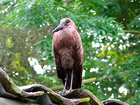Hamerkop - Scopus umbretta Pairi Daiza, June 2008.
Interesting fact:
These birds build what seems to be the biggest nests of all bird species. They build them in a tree fork that serves as platform such that the nest adopts a V-shape . The nest can reach more than 1.5 m (4 ft 11 in) across and hold the weight of a human. Both male and female work on it for about 6 weeks. The structure is also internally lined with mud for insulation.  Belgium,Geotagged,Hamerkop,Scopus umbretta,Spring