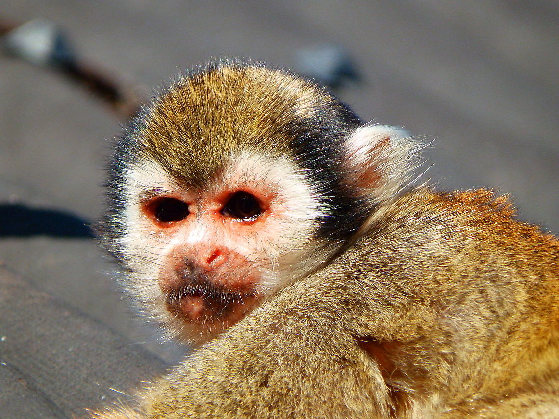 Common squirrel monkey - Saimiri/Simia sciureus Pairi Daiza, Aug 2014.  Belgium,Common squirrel monkey,Geotagged,Saimiri sciureus,Summer