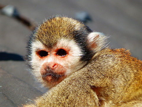 Common squirrel monkey - Saimiri/Simia sciureus Pairi Daiza, Aug 2014.  Belgium,Common squirrel monkey,Geotagged,Saimiri sciureus,Summer