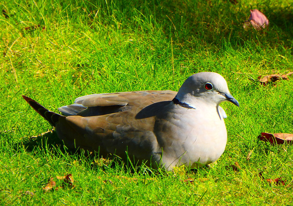 Eurasian collared dove - Streptopelia decaocto Another wild visitor enjoying the gardens of Pairi Daiza.<br />
Sep, 2016. Belgium,Eurasian collared dove,Geotagged,Streptopelia decaocto,Summer