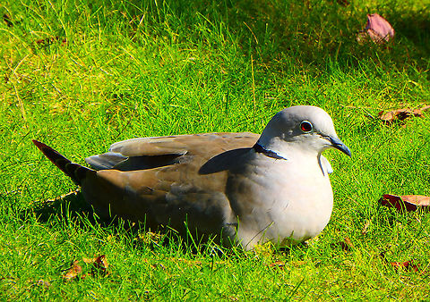 Eurasian collared dove - Streptopelia decaocto Another wild visitor enjoying the gardens of Pairi Daiza.
Sep, 2016. Belgium,Eurasian collared dove,Geotagged,Streptopelia decaocto,Summer