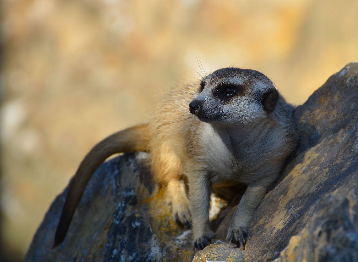 Meerkat - Suricata suricatta Pairi Daiza, Sep 2016.  Belgium,Geotagged,Meerkat,Summer,Suricata suricatta