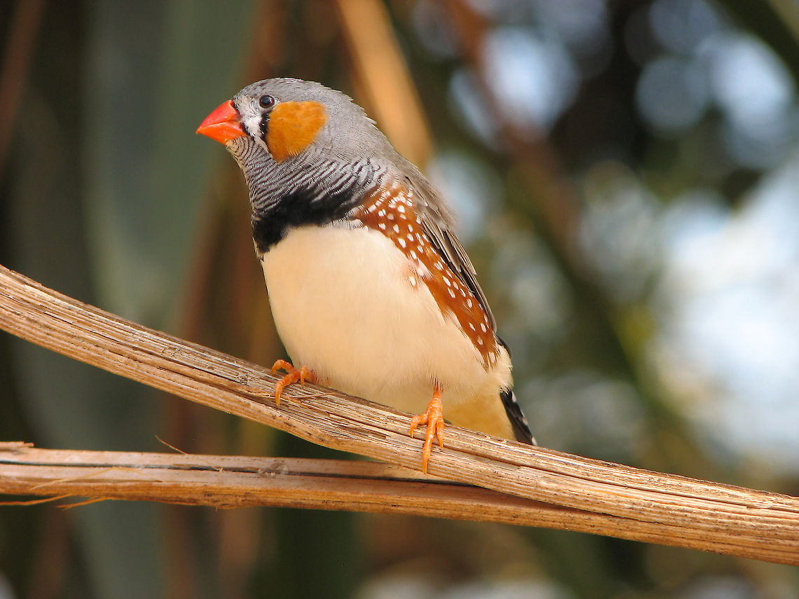 Zebra Finch - Taeniopygia guttata Pairi Daiza, Aug 2009. Belgium,Geotagged,Summer,Taeniopygia guttata,Zebra Finch