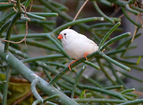 Zebra Finch - Taeniopygia guttata Pairi Daiza, Sep 2016. Belgium,Geotagged,Summer,Taeniopygia guttata,Zebra Finch