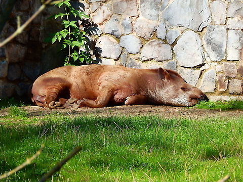 South American tapir - Tapirus terrestris Pairi Daiza, Aug 2014.  Belgium,Geotagged,South American tapir,Summer,Tapirus terrestris