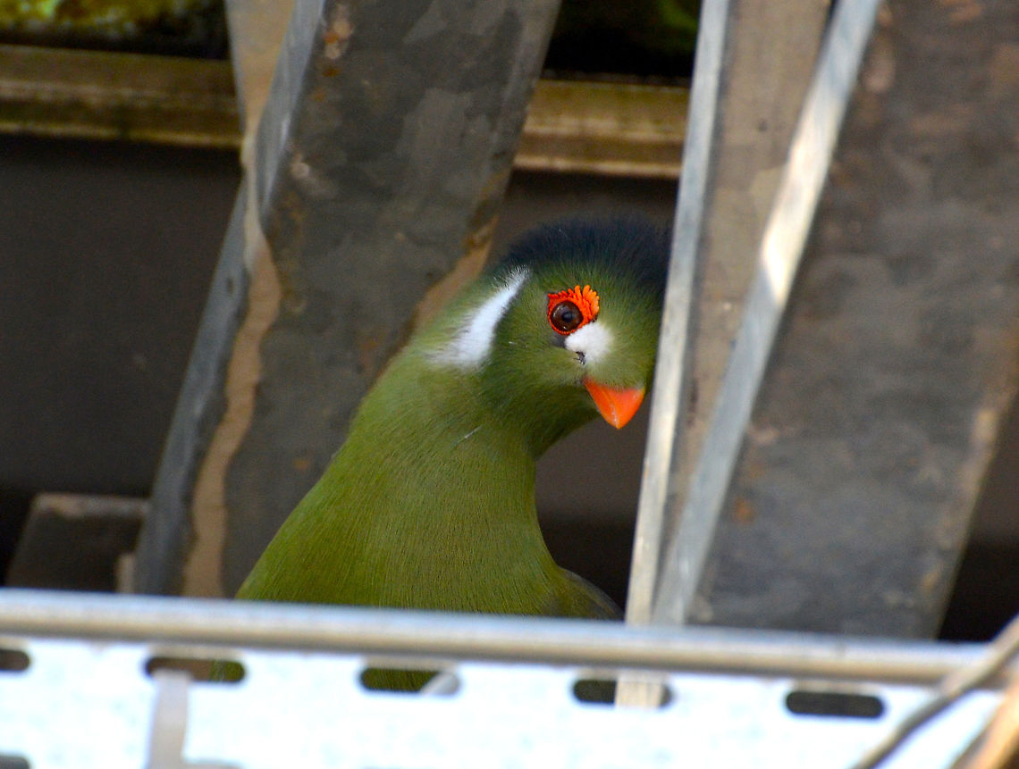 White-cheeked Turaco - Tauraco leucotis Perched at the top of the roof somewhere in the exhibit area :-)<br />
Pairi Daiza, Sep 2016. Belgium,Geotagged,Summer,Tauraco leucotis,White-cheeked Turaco