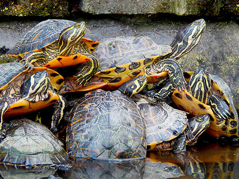 Red-eared slider - Trachemys scripta elegans Pairi Daiza, Aug 2014. Belgium,Geotagged,Red-eared slider,Summer,Trachemys scripta elegans