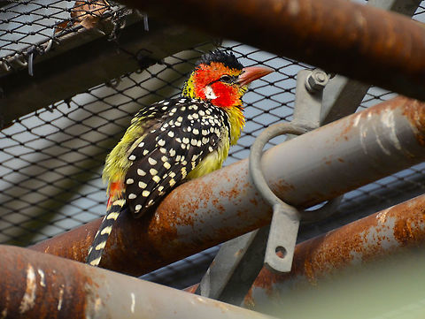 Red-and-yellow barbet - Trachyphonus erythrocephalus Pairi Daiza, Sep 2016. Belgium,Geotagged,Red-and-yellow barbet,Summer,Trachyphonus erythrocephalus