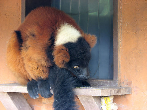 Red ruffed lemur - Varecia rubra Pairi Daiza, June 2008. Belgium,Geotagged,Red ruffed lemur,Spring,Varecia rubra