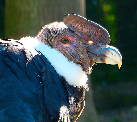 Andean Condor - Vultur gryphus, male Pairi Daiza, Aug 2014. Andean Condor,Belgium,Geotagged,Summer,Vultur gryphus