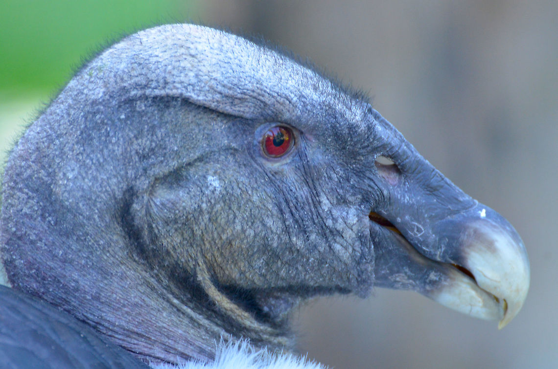 Andean Condor - Vultur gryphus, female I really hope the beauty standards are different among condors than among humans :-)<br />
Pairi Daiza, Sep 2016. Andean Condor,Belgium,Geotagged,Summer,Vultur gryphus