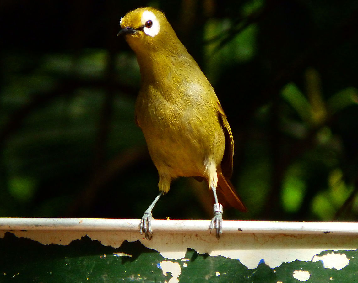 Kilimanjaro white-eye - Zosterops eurycricotus Pairi Daiza, Aug 2014.<br />
Corrected species. Belgium,Geotagged,Kilimanjaro yellow white-eye,Summer,Zosterops eurycricotus