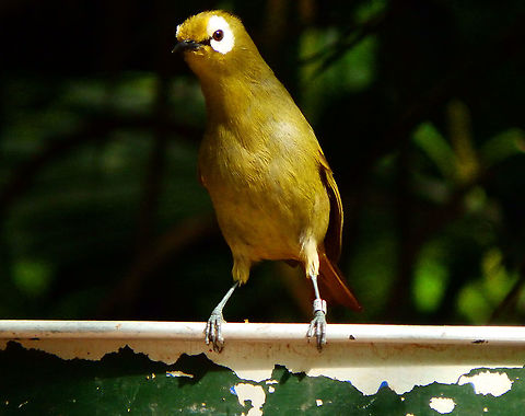 Kilimanjaro white-eye - Zosterops eurycricotus Pairi Daiza, Aug 2014.
Corrected species. Belgium,Geotagged,Kilimanjaro yellow white-eye,Summer,Zosterops eurycricotus
