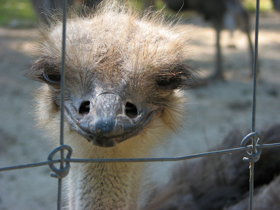 Ostrich - Struthio camelus, female Pairi Daiza, Aug 2009. Belgium,Geotagged,Ostrich,Struthio camelus,Summer