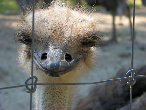 Ostrich - Struthio camelus, female Pairi Daiza, Aug 2009. Belgium,Geotagged,Ostrich,Struthio camelus,Summer