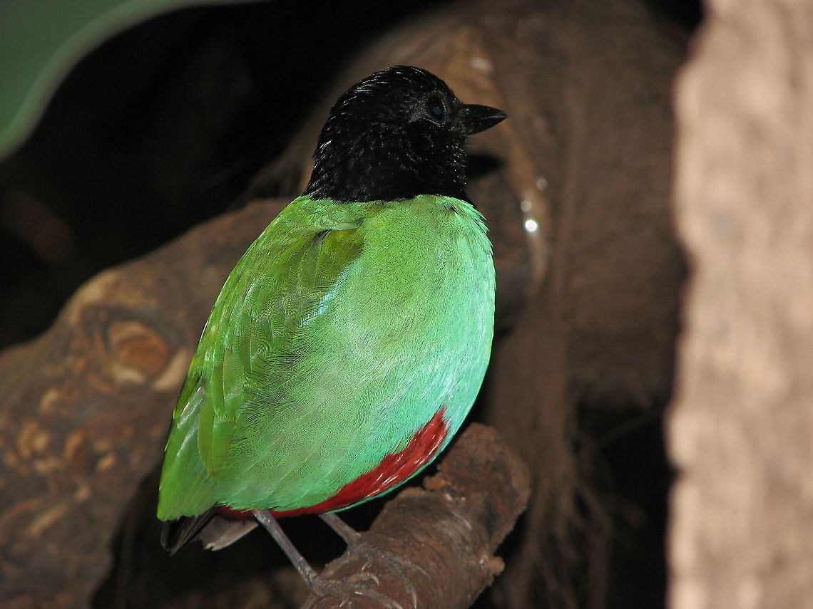 Hooded pitta - Pitta sordida muelleri The best pic I can have of a pitta for now because the ones we have found in nature are elusive as hell and usually in an environment with awful lighting conditions!..we can hear them very well but making a pic is another matter! :-D<br />
Pairi Daiza, June 2008. Belgium,Geotagged,Hooded pitta,Pitta sordida,Spring