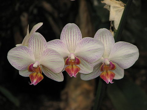 Phalaenopsis nivacolor Pairi daiza, Aug 2009.
ID based on similarity to this picture:
https://commons.wikimedia.org/wiki/File:A_and_B_Larsen_orchids_-_Phalaenopsis_Nivacolor_Colibri_796-20.jpg Belgium,Geotagged,Moth orquid,Phalaenopsis,Phalaenopsis nivacolor,Summer
