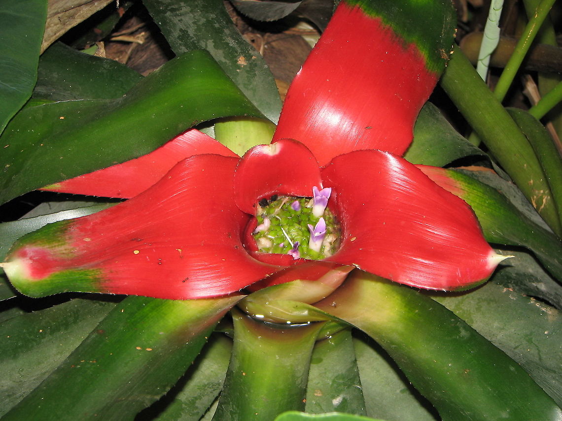 Neoregelia carolinae Pairi Daiza, June 2009. Belgium,Geotagged,Neoregelia carolinae,Spring