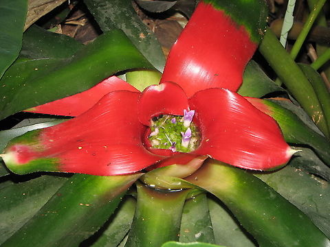 Blushing Bromeliad