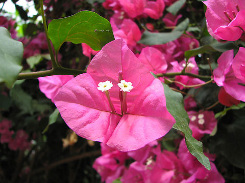 Lesser bougainvillea - Bougainvillea glabra Pairi Daiza, June 2008. Belgium,Bougainvillea glabra,Geotagged,Lesser bougainvillea,Spring