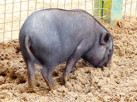 Vietnamese Pot-bellied Pig- Sus scrofa domesticus Pairi Daiza, Aug 2014. Belgium,Domestic pig,Geotagged,Summer,Sus scrofa domesticus