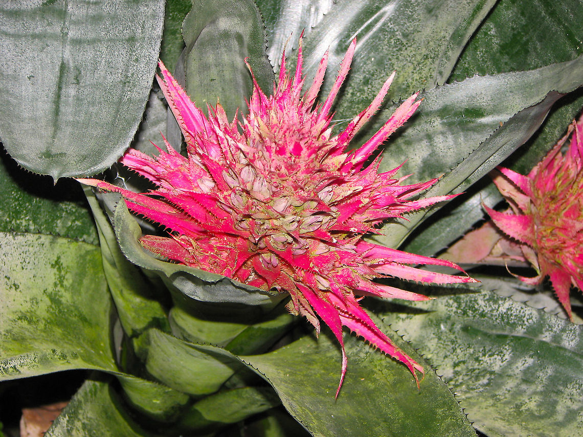 Aechmea fasciata The flowers were a bit dry but it still looked pretty to me :-)<br />
Pairi Daiza, June 2008. Aechmea fasciata,Belgium,Geotagged,Spring
