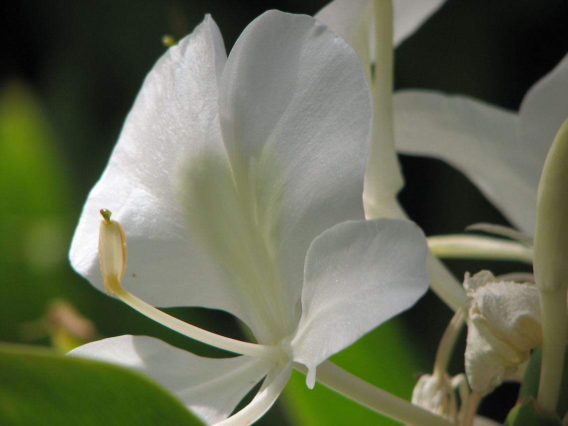 White Ginger Lily - Hedychium coronarium Pairi Daiza, Aug 2009.<br />
<figure class="photo"><a href="https://www.jungledragon.com/image/127187/white_ginger_lily_-_hedychium_coronarium.html" title="White Ginger Lily - Hedychium coronarium"><img src="https://s3.amazonaws.com/media.jungledragon.com/images/2298/127187_thumb.JPG?AWSAccessKeyId=05GMT0V3GWVNE7GGM1R2&Expires=1767225610&Signature=CUhA%2BewO8HqYS0gYw0TVLUX9h%2FI%3D" width="200" height="150" alt="White Ginger Lily - Hedychium coronarium A bit more of the leaves and full flower shown here.<br />
Pairi Daiza Aug 2014.<br />
https://www.jungledragon.com/image/127186/white_ginger_lily_-hedychium_coronarium.html Belgium,Geotagged,Hedychium coronarium,Summer" /></a></figure> Belgium,Geotagged,Hedychium coronarium,Summer