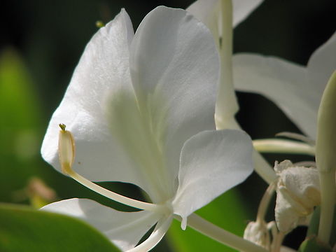 White Ginger Lily - Hedychium coronarium Pairi Daiza, Aug 2009.
https://www.jungledragon.com/image/127187/white_ginger_lily_-_hedychium_coronarium.html Belgium,Geotagged,Hedychium coronarium,Summer
