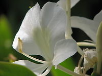 White Ginger Lily - Hedychium coronarium Pairi Daiza, Aug 2009.<br />
https://www.jungledragon.com/image/127187/white_ginger_lily_-_hedychium_coronarium.html Belgium,Geotagged,Hedychium coronarium,Summer