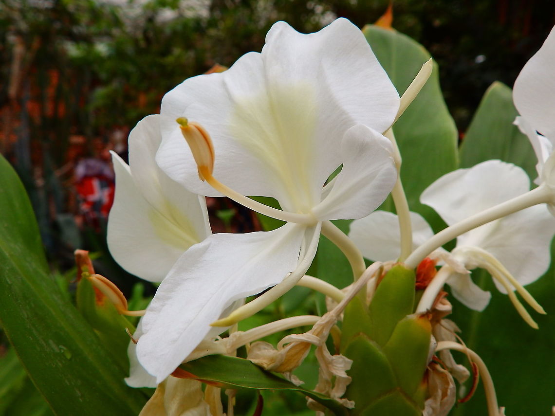 White Ginger Lily - Hedychium coronarium A bit more of the leaves and full flower shown here.<br />
Pairi Daiza Aug 2014.<br />
<figure class="photo"><a href="https://www.jungledragon.com/image/127186/white_ginger_lily_-_hedychium_coronarium.html" title="White Ginger Lily - Hedychium coronarium"><img src="https://s3.amazonaws.com/media.jungledragon.com/images/2298/127186_thumb.jpg?AWSAccessKeyId=05GMT0V3GWVNE7GGM1R2&Expires=1759968010&Signature=OLT8qov9d6yU35IZM7Z%2BXbWyRIY%3D" width="200" height="150" alt="White Ginger Lily - Hedychium coronarium Pairi Daiza, Aug 2009.<br />
https://www.jungledragon.com/image/127187/white_ginger_lily_-_hedychium_coronarium.html Belgium,Geotagged,Hedychium coronarium,Summer" /></a></figure> Belgium,Geotagged,Hedychium coronarium,Summer