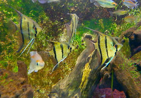 Angelfish - Pterophyllum scalare Not a good quality pic but it helps to introduce this species of fresh water fish from the Amazon River.
It refers to the diamond shaped fishes with black stripes.
Pairi Daiza, Aug 2014. Belgium,Geotagged,Pterophyllum scalare,Summer