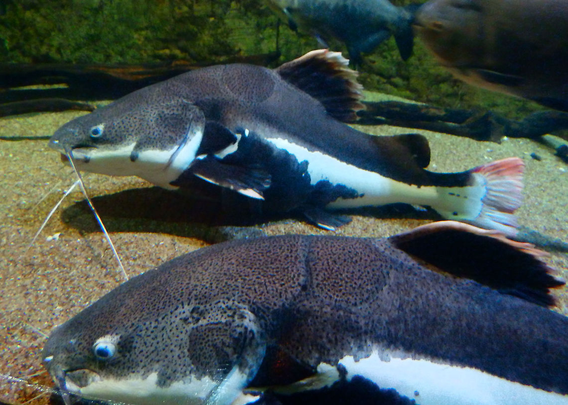 Redtail catfish - Phractocephalus hemioliopterus Pairi Daiza, Aug 2014. Belgium,Geotagged,Phractocephalus hemioliopterus,Redtail catfish,Summer