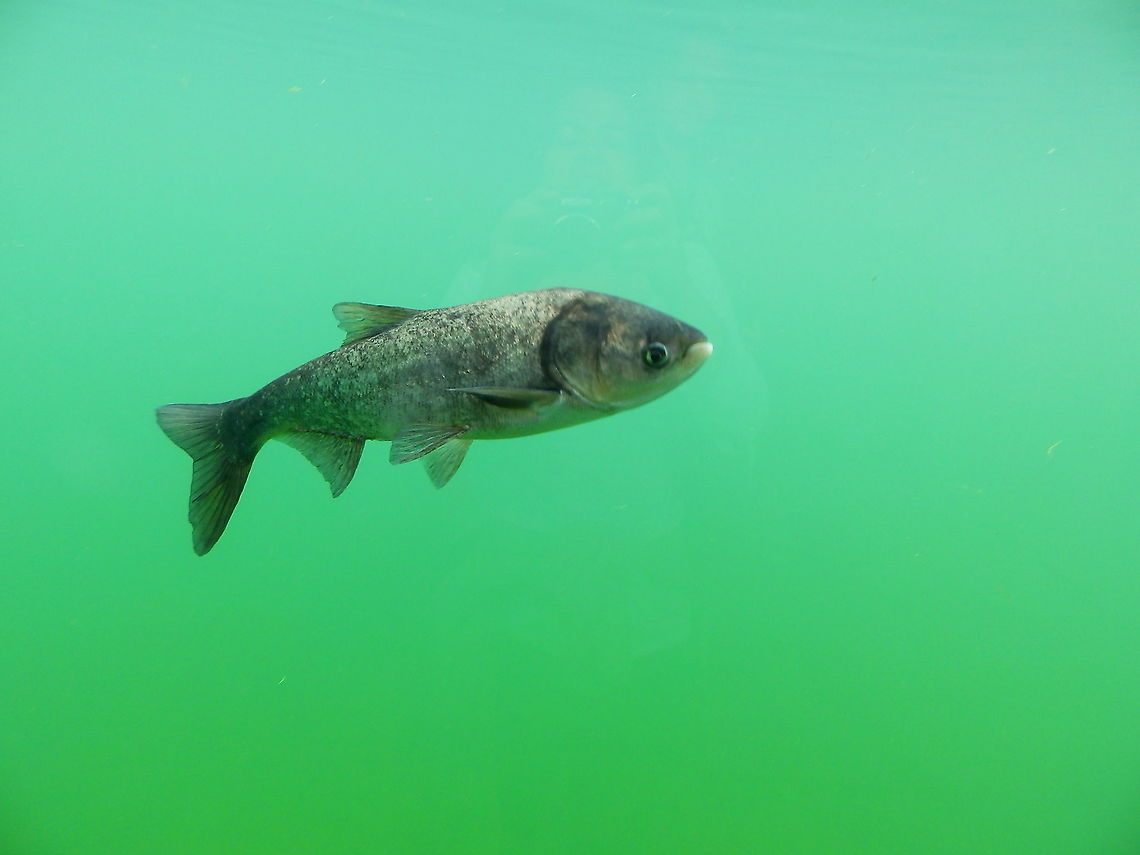 Bighead carp - Hypophthalmichthys nobilis Pairi Daiza, Aug 2014. Belgium,Bighead,Geotagged,Hypophthalmichthys nobilis,Summer