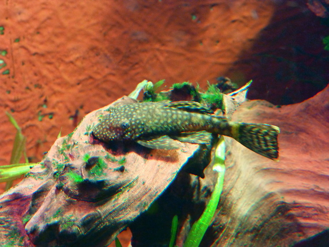 Jumbie teta - Ancistrus cirrhosus Pairi Daiza, Aug 2014. Ancistrus cirrhosus,Belgium,Geotagged,Summer