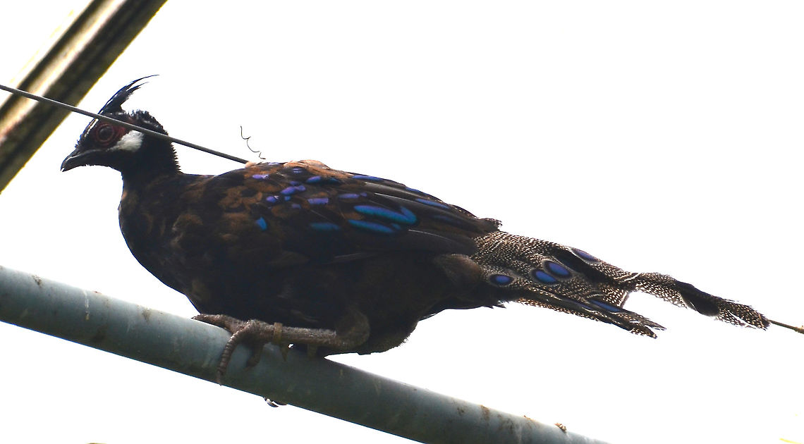 Palawan peacock-pheasant It is a very pleasant looking peacock but unfortunately it decided to perch at the top of the enclosure and we have no better pictures. Maybe this one is one to actively search for in our next visit :-)<br />
Pairi Daiza, Aug 2014. Belgium,Geotagged,Palawan peacock-pheasant,Polyplectron napoleonis,Summer