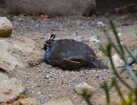 California quail - Callipepla californica Pairi Daiza, Aug 2014. California quail,Callipepla californica