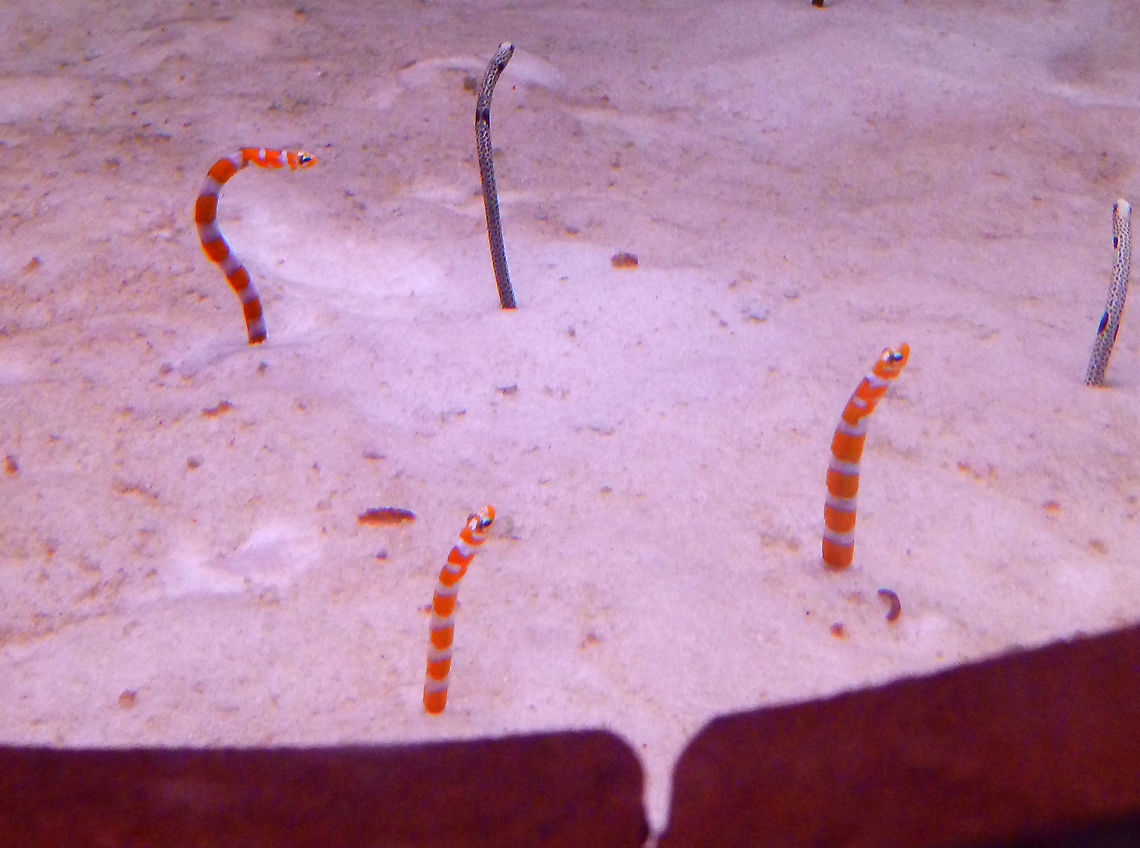 Orange-barred garden eel - Gorgasia_preclara Never seen these in the wild yet so here it goes The picture is not great but is one more species intro. Hopefully either in my next visit or if I ever travel again to their native location I will be lucky to get a better pic.<br />
Pairir Daiza, Aug 2014. Belgium,Geotagged,Gorgasia preclara,Summer