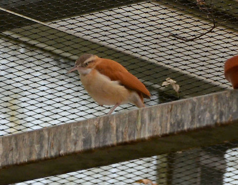 Pale-legged hornero - Furnarius_leucopus Pairi Daiza, Aug 2014. Belgium,Furnarius leucopus,Geotagged,Pale-legged hornero,Summer