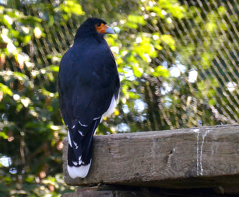 Mountain Caracara - Phalcoboenus megalopterus Pairi Daiza, Aug 2014. Belgium,Geotagged,Mountain caracara,Phalcoboenus megalopterus,Summer