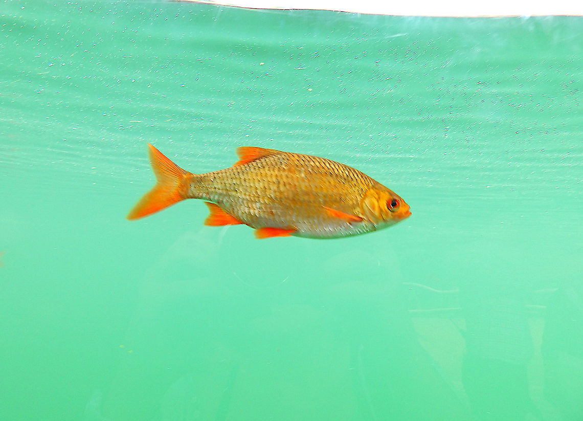Common rudd - Scardinius erythrophthalmus Pairi Daiza, Aug 2014. Belgium,Common rudd,Geotagged,Scardinius erythrophthalmus,Summer