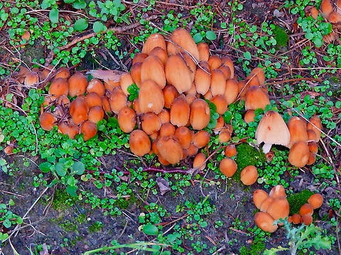 Mica Cap - Coprinellus_micaceus St Joris Weert Cemetery, Jan 2014. Belgium,Coprinellus micaceus,Geotagged,Mica Cap,Winter
