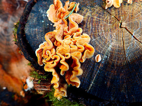 Hairy Curtain Crust - Stereum hirsutum St Joris Weert Cemetery, Jan 2014.  Belgium,Geotagged,Hairy Curtain Crust,Stereum hirsutum,Winter