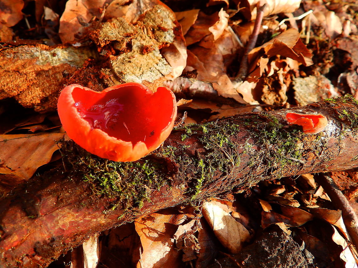 Scarlet Elf Cup - Sarcoscypha coccinea Meerdaalbos, Feb 2014. Belgium,Geotagged,Sarcoscypha coccinea,Scarlet elf cup,Winter