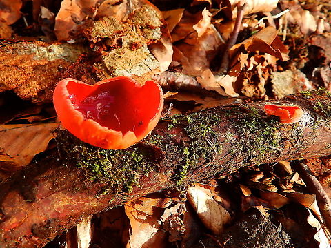 Scarlet Elf Cup - Sarcoscypha coccinea Meerdaalbos, Feb 2014. Belgium,Geotagged,Sarcoscypha coccinea,Scarlet elf cup,Winter
